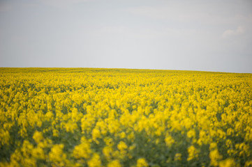 Rapeseed field. Biodiesel