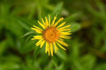 Yellow flower for color background.