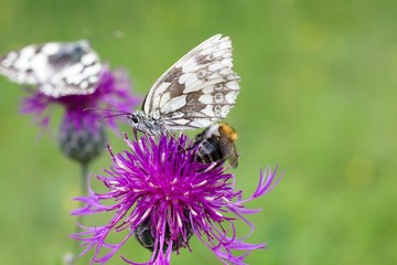 Melanargia galathea