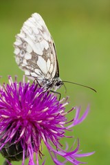 Melanargia galathea