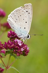 Butterfly Polyommatus