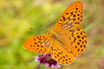 Argynnis paphia