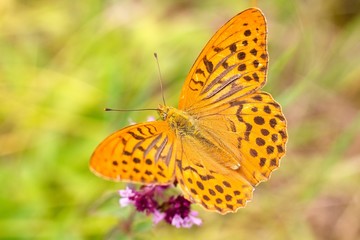 Argynnis paphia