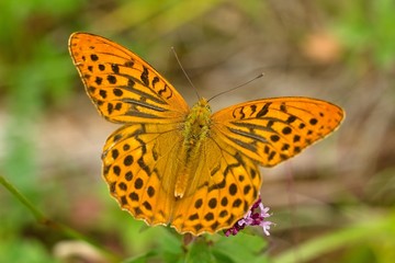 Argynnis paphia