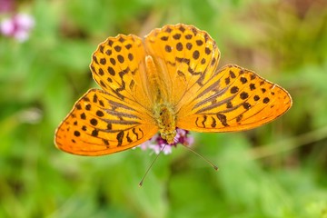 Argynnis paphia