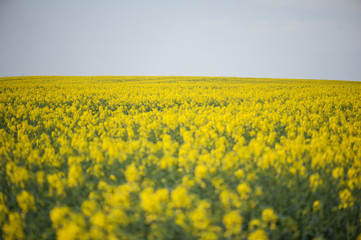Obraz premium Rapeseed field. Biodiesel