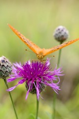 Argynnis paphia