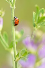 Ladybug on flower.