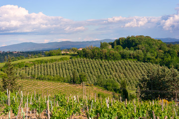 Fototapeta na wymiar Viineyard landscape in Tuscany