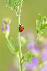 Ladybug on flower.