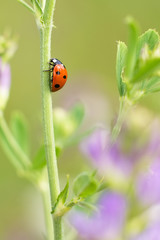 Ladybug on flower.