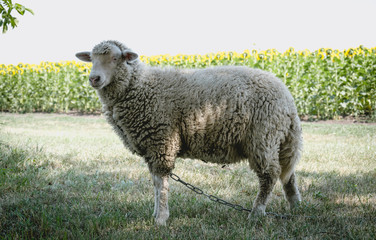 Cheerful young sheep