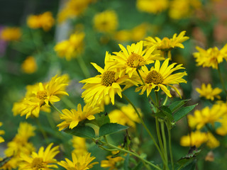 Marigold yellow, flower petals at the base of dark-yellow at the edges light-yellow. Closeup photo garden bed