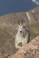 Mountain Goat