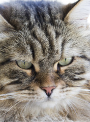 Brown tabby mackerel kitten foreground, male of siberian cat