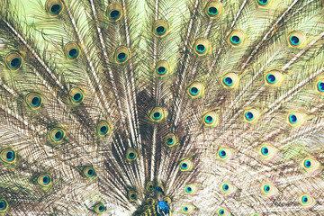 Fototapeta premium A beautiful male peacock with expanded feathers