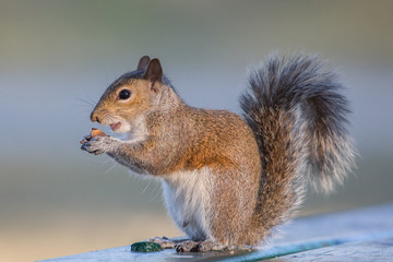Naklejka na ściany i meble Eastern gray squirrel (Sciurus carolinensis), Florida, United States
