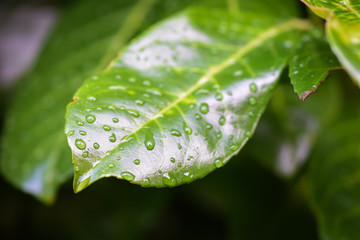Rain droplets on a fresh green leaf