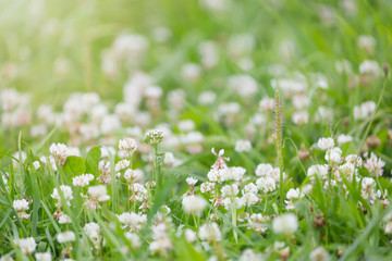 White clover flowers green meadow with selective focus. nature concept.