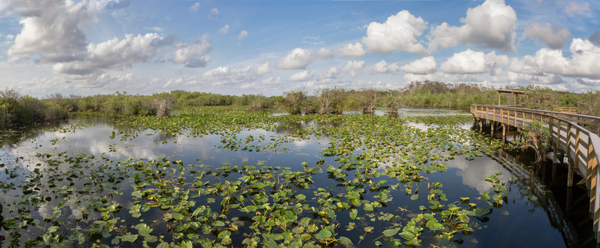 Anhinga Trail, Everglades National Park, Florida