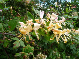 Honeysuckle