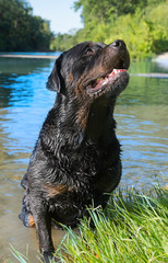 rottweiler in river