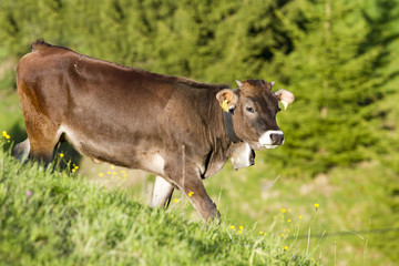 Fototapeta premium Kuh - Allgäu - Glücklich - Wald - Kälbchen