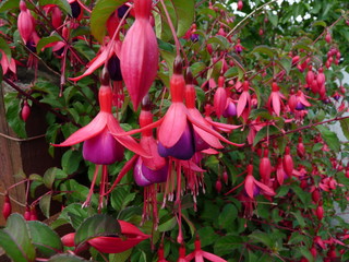 Fuchsia heaven
