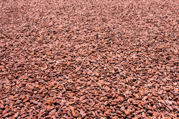 Cocoa beans