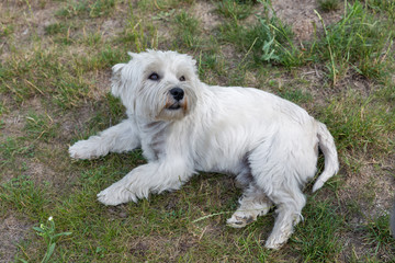 Westie dog lies on the groung closeup.