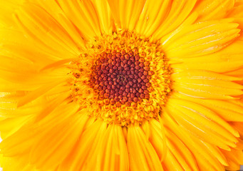 Close-up yellow daisy flower. Macro shot. Nature background.