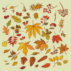 Vector outline illustration sketch branches with autumn leaves, cones, dried flowers and ripe berries. Set colourful isolated herbal graphics. Kit elements september or october leaf fall and harvest