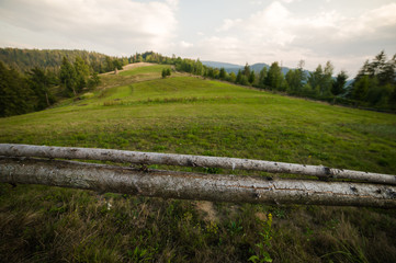 Obraz premium Landscape of coniferous forests in the mountains