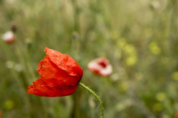 Fototapeta premium Coquelicot perlé de rosée au cœur d’un champ printanier au petit matin