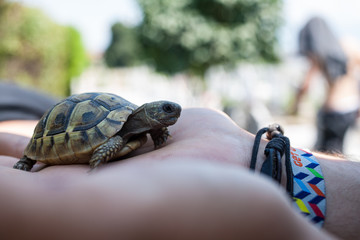 Turtle in a palm
