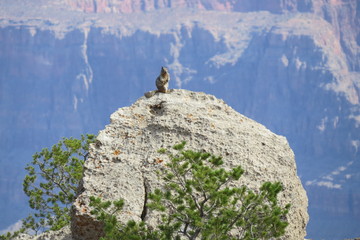 A squrriel on a rock ledge at the grand canyon