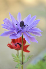 Obraz premium Gefüllte Anemone