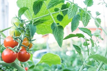 pianta di pomodori con frutti rossi e verdi,coltivati in orto 
