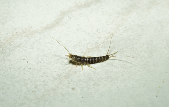 Makro von einem Silberfischchen auf einem Fliesenfussboden