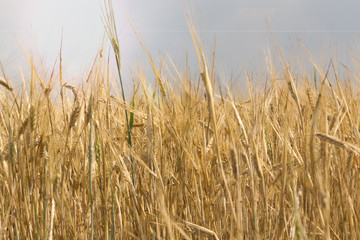 Wheat field on a warm Sunny day.