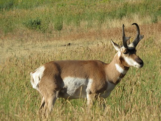 Single gazelle grazing in a field