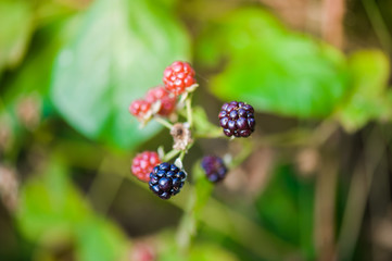 Vegetation in the mountains