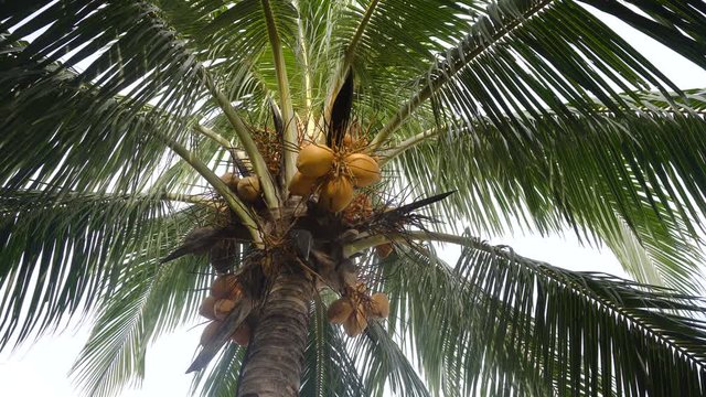 Green coconut at tree. Coconuts on a palm tree on a sunny day.4K video.