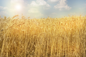 Wheat field on a warm Sunny day.