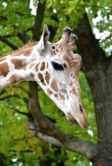 Naklejka na ściany i meble The head of a giraffe of mesh (Giraffa camelopardalis reticulata Linnaeus) in a profile