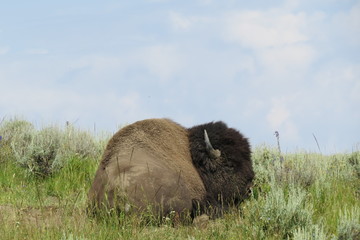 Buffalo resting in a field
