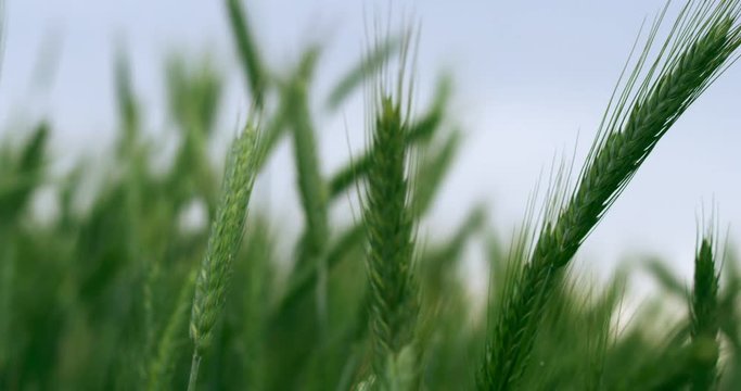 A field of green wheat