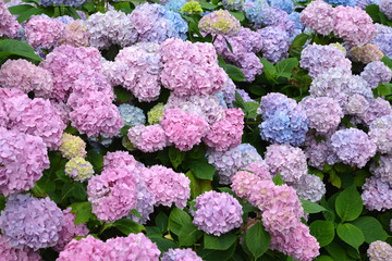 Pink inflorescences of a hydrangea (Hydrangea L.) close up