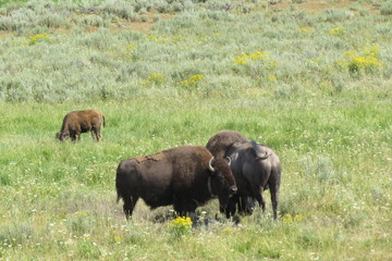 Herd of wild buffalo