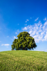 Fototapeta na wymiar Baum auf grüner Wiese